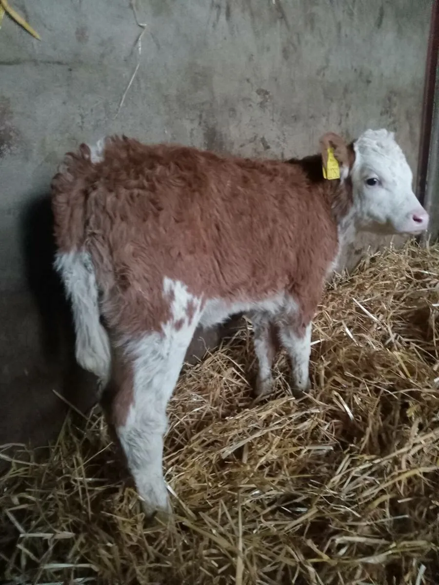 Smashing simmental × hereford heifer calf - Image 2