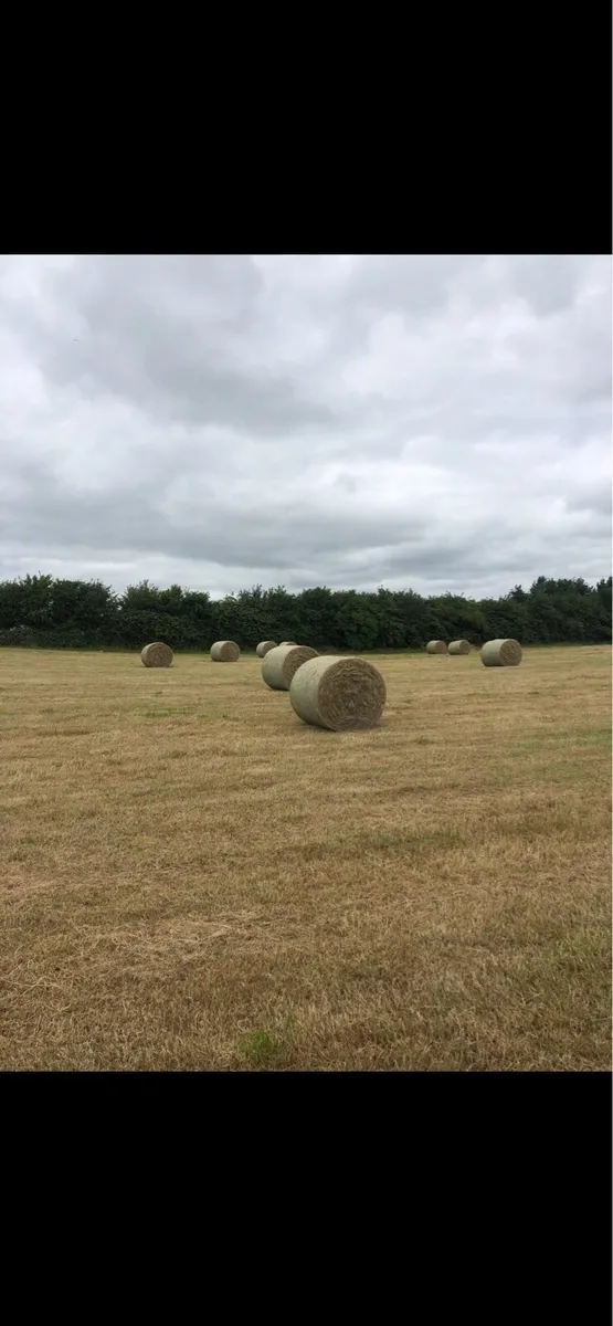 Round bales of hay