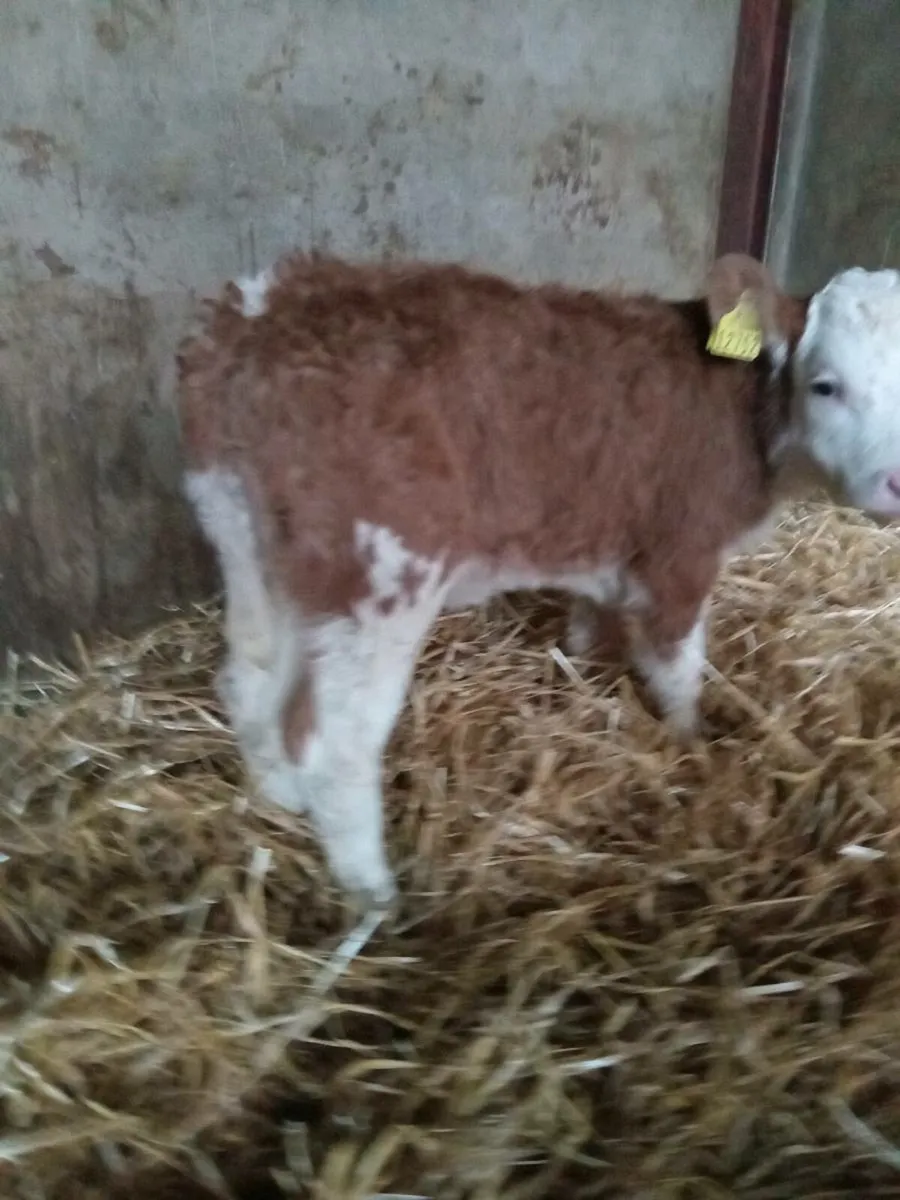 Smashing simmental × hereford heifer calf - Image 3