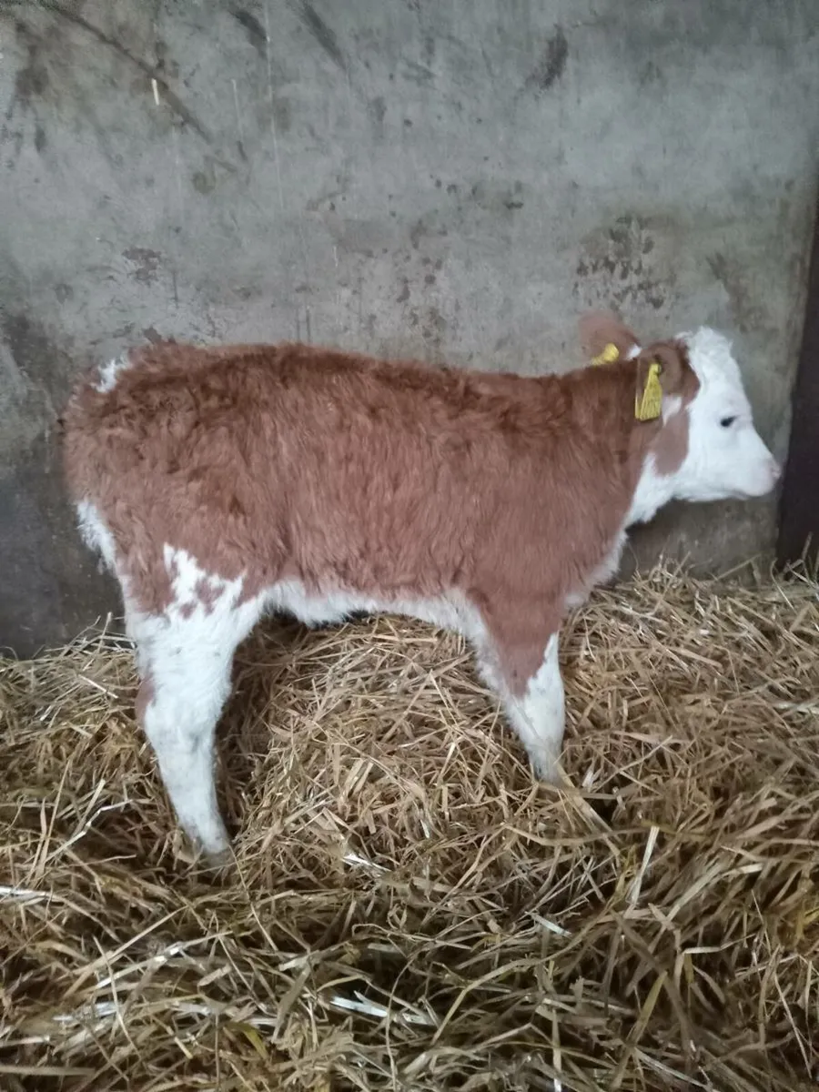 Smashing simmental × hereford heifer calf - Image 4
