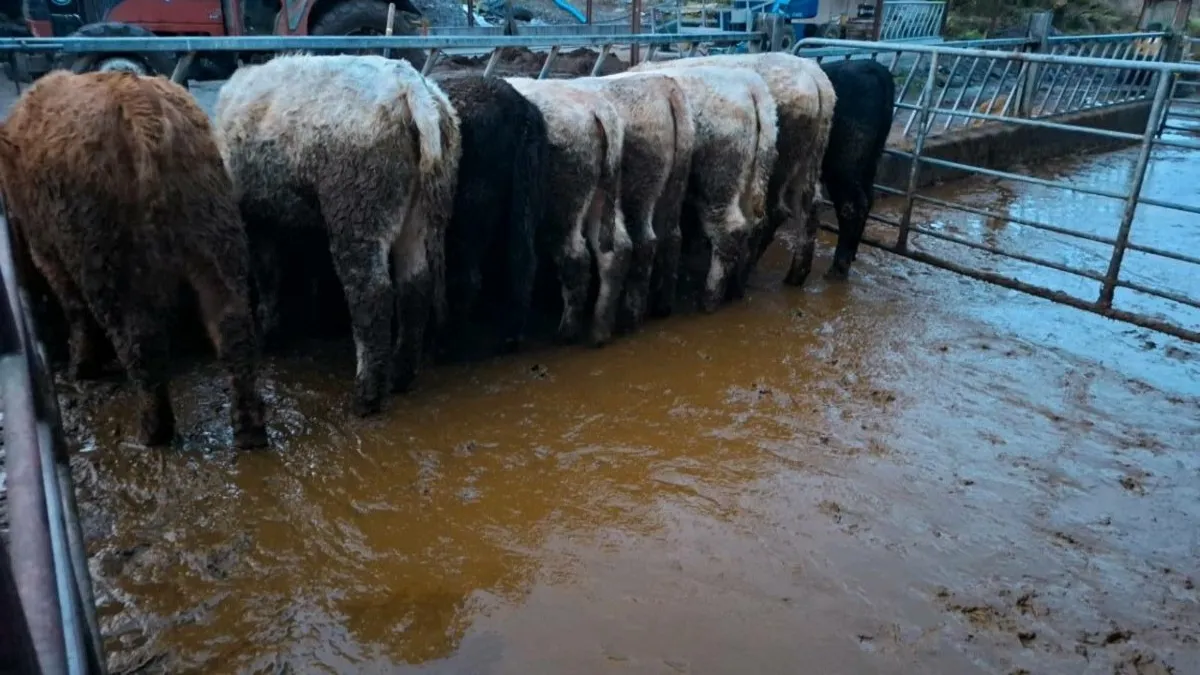 Charolais / Angus Weanling Heifers - Image 2