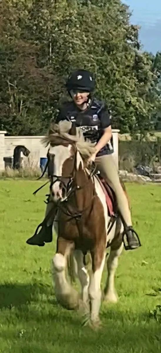 Skewbald Cob bombproof - Image 3