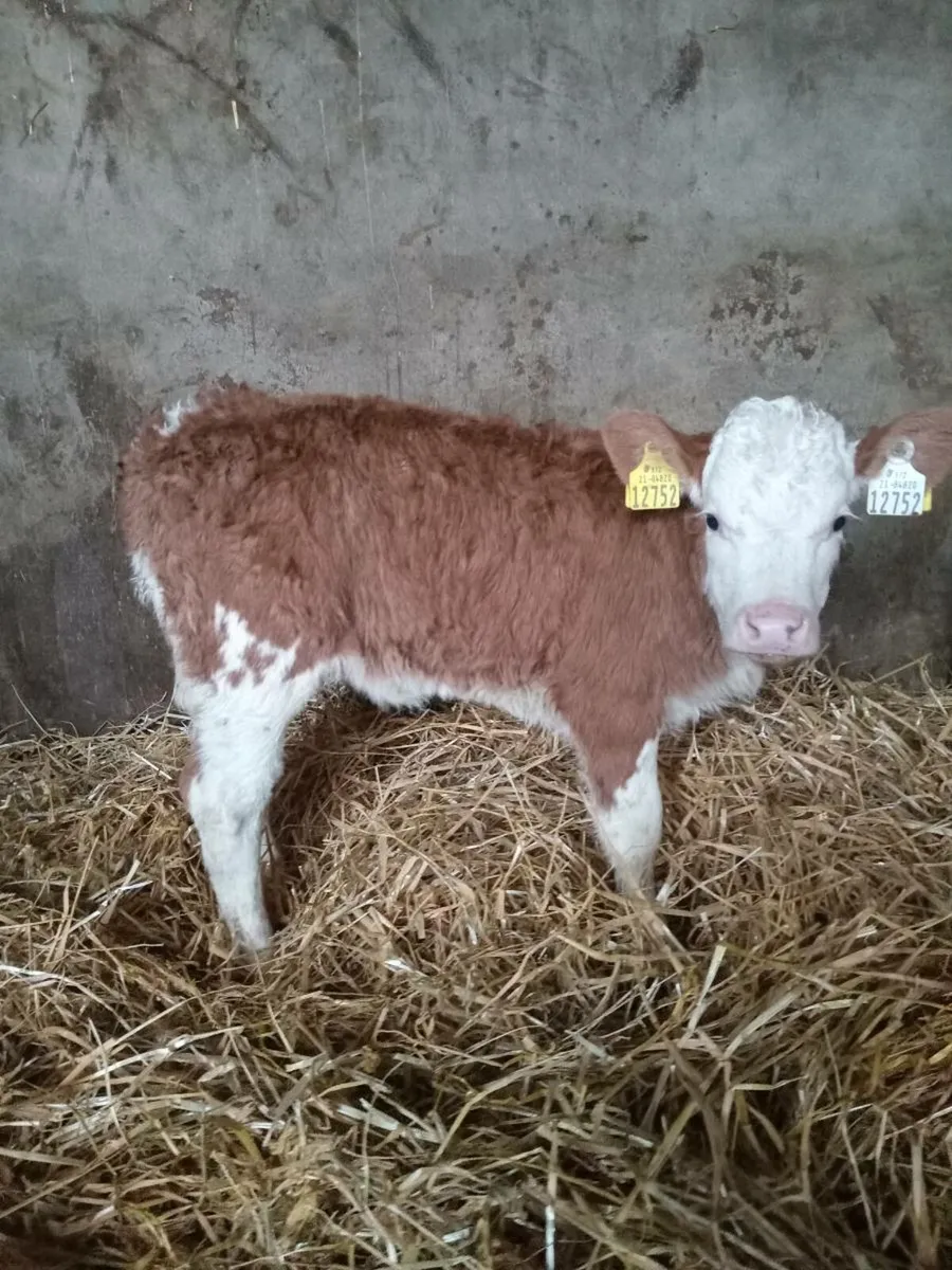 Smashing simmental × hereford heifer calf - Image 1