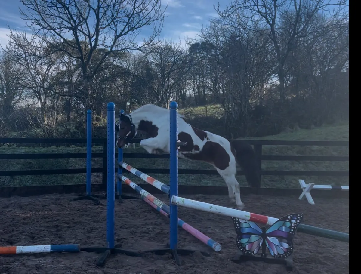 Stunning 12.2hh skewbald mare - Image 1