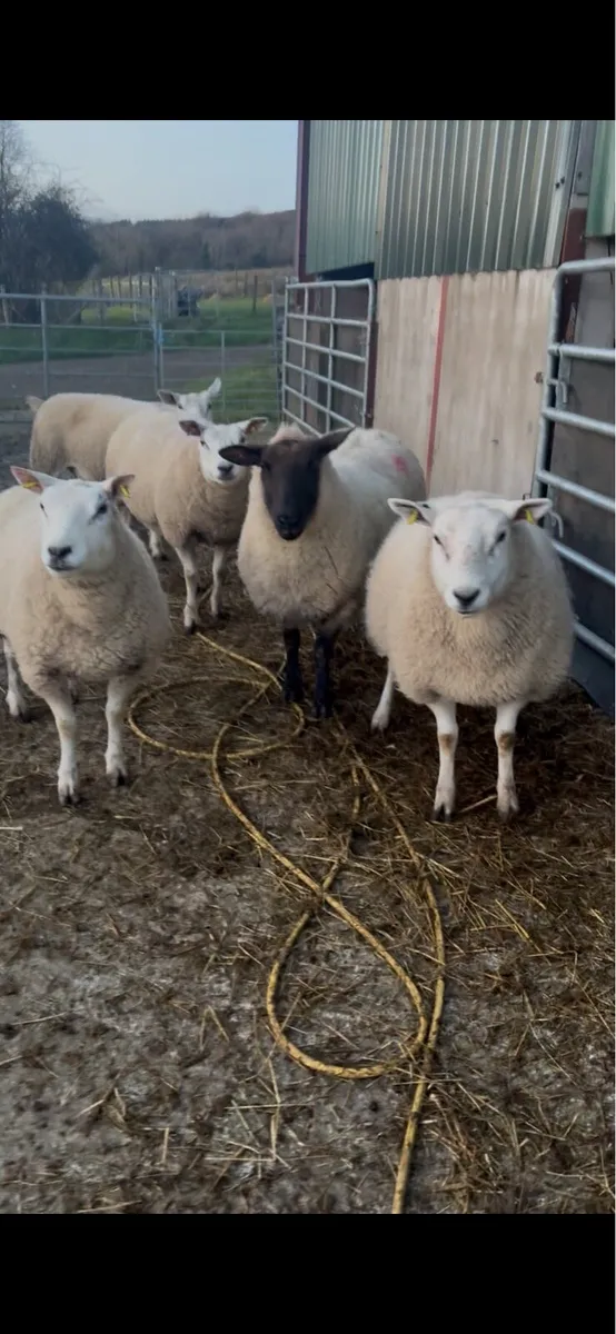 In lamb ewes - Image 4