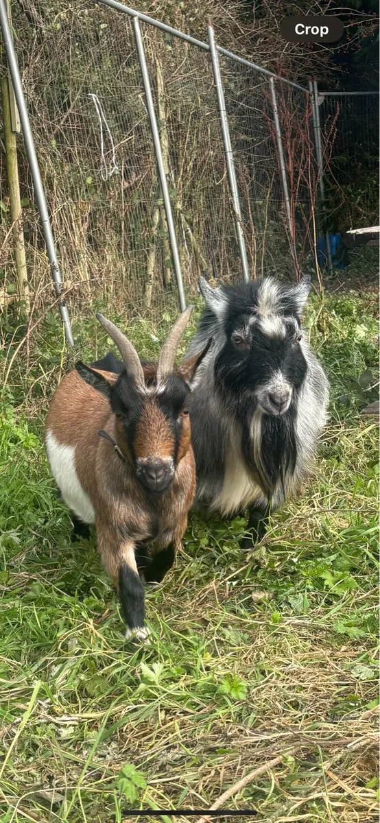 Pygmy goats