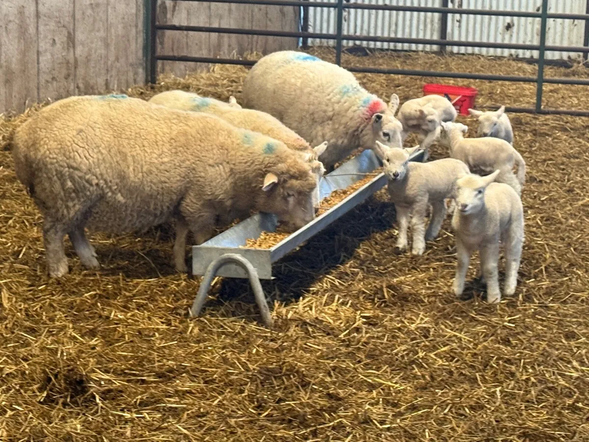 3 Textel Ewes & 6 Lambs - Image 1