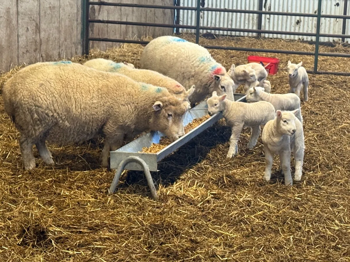 3 Textel Ewes & 6 Lambs - Image 2
