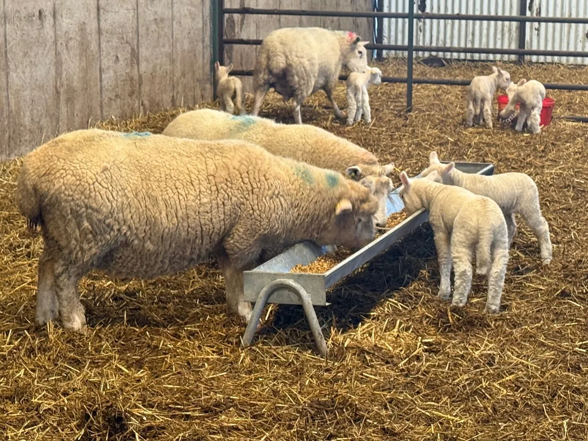 3 Textel Ewes & 6 Lambs - Image 3