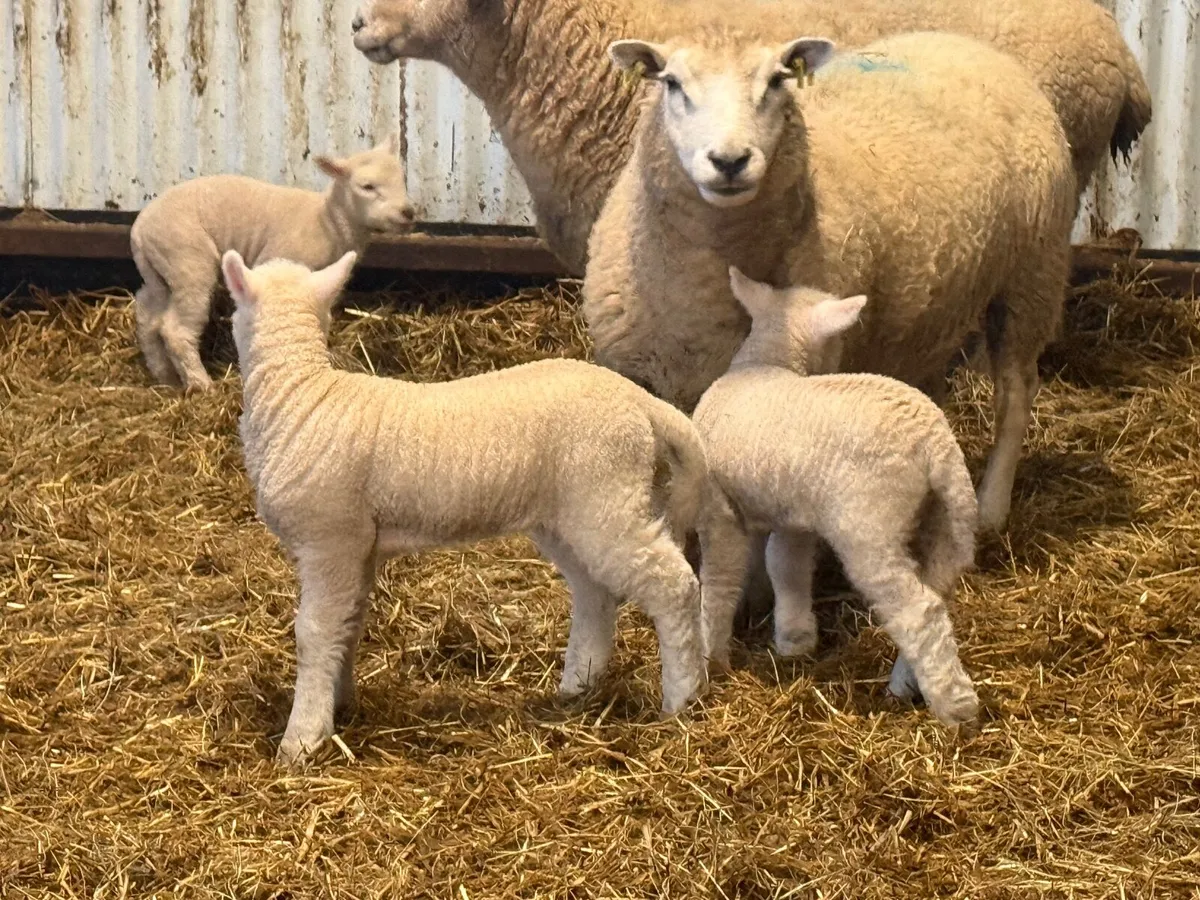 3 Textel Ewes & 6 Lambs - Image 4
