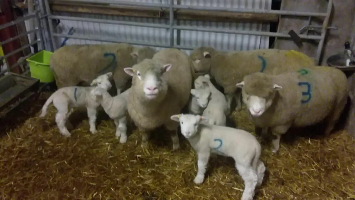 Dorset ewes with lambs at foot - Image 1