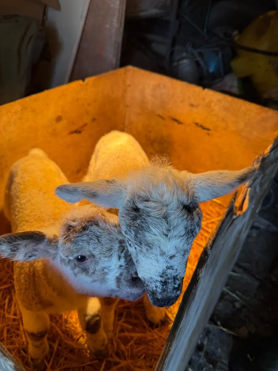 Pet lamb - Image 2