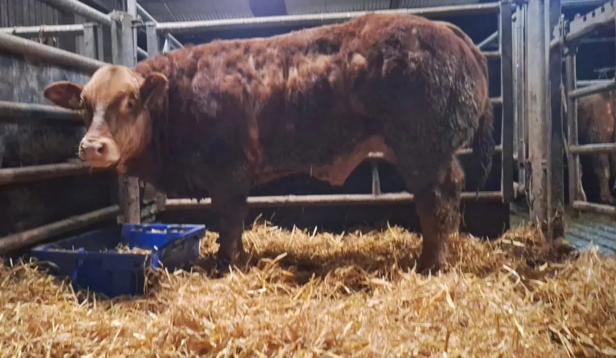 show limousin bull calf - Image 1