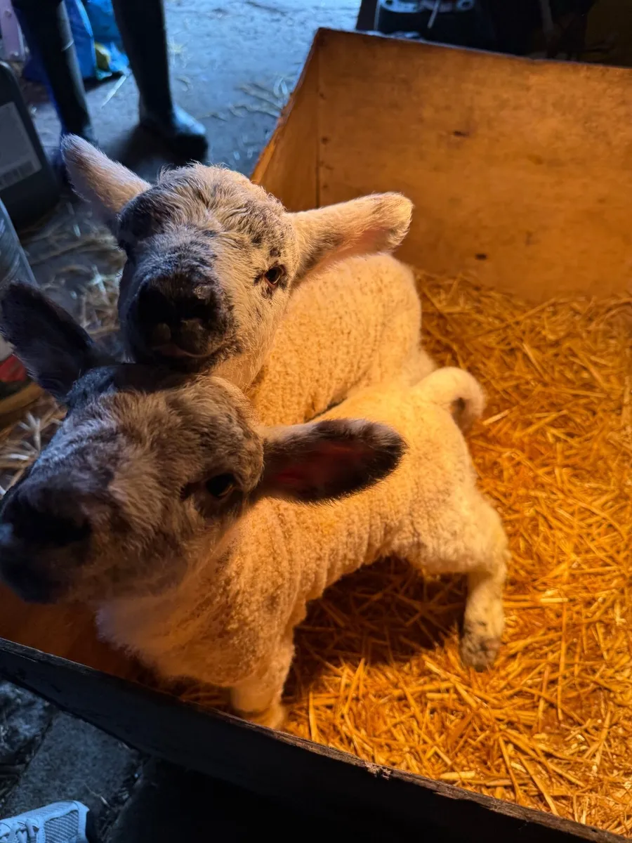 Pet lamb - Image 4