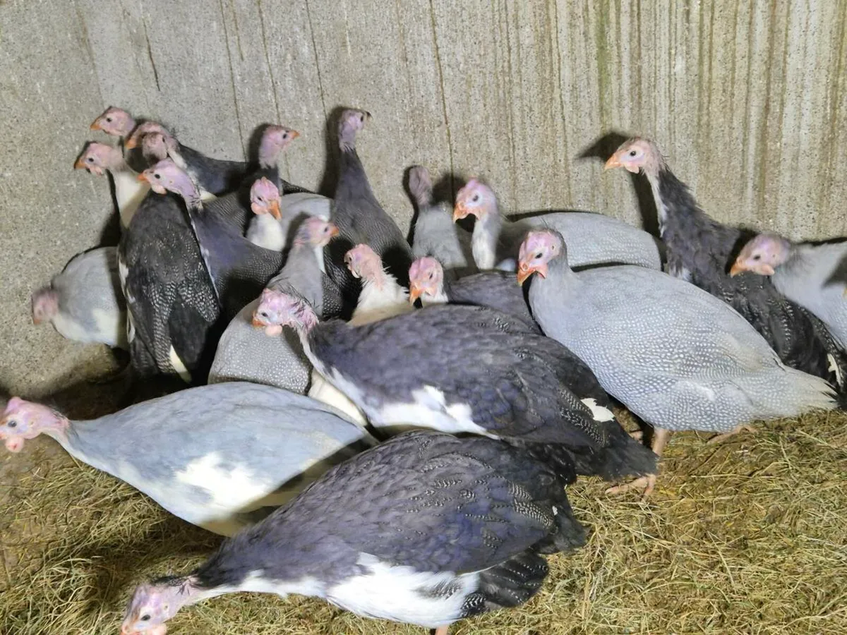 Pb chickens& Ducks - Image 1