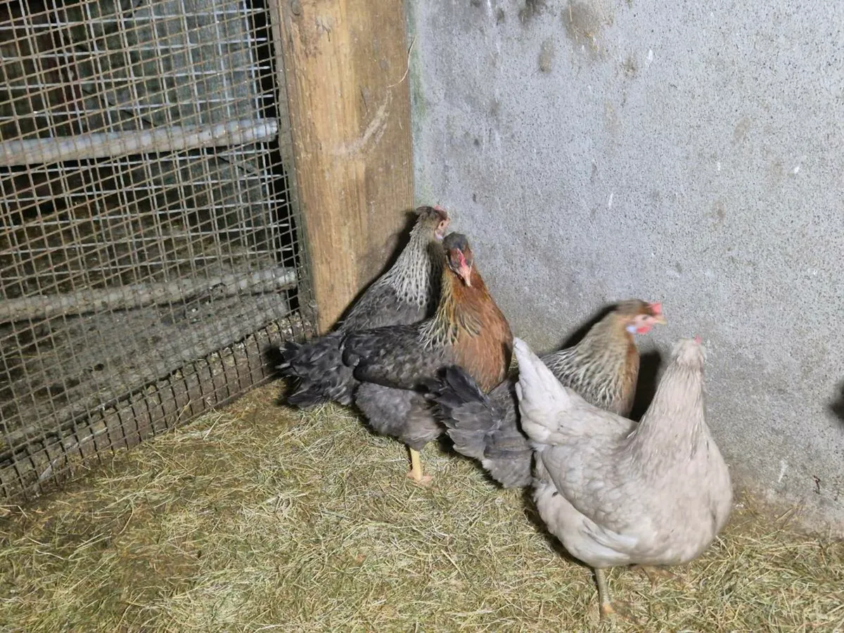 Pb chickens& Ducks - Image 3