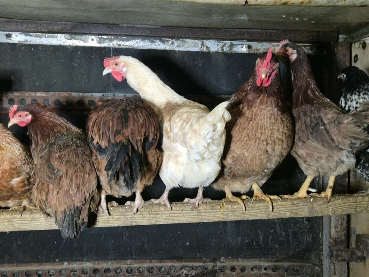 Pb chickens& Ducks - Image 4