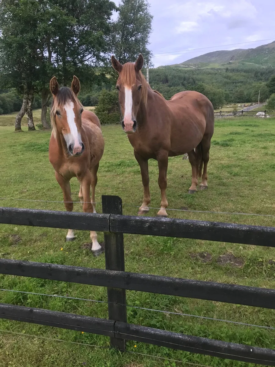 Irish Draught - Crannagh Hero Mare - Image 1