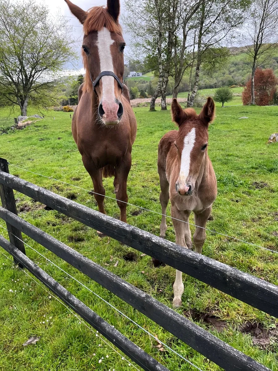 Irish Draught - Crannagh Hero Mare - Image 2