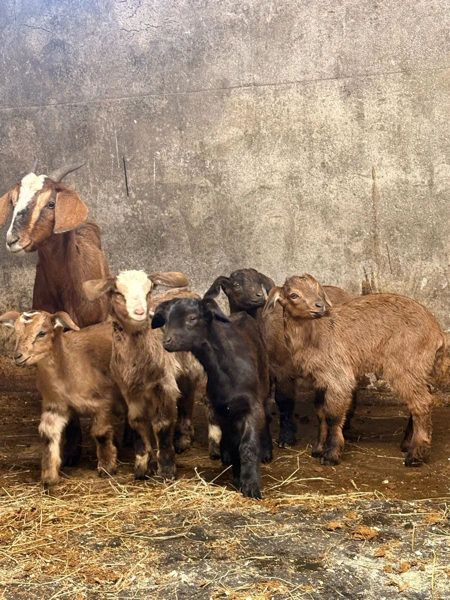 Goats - Image 1