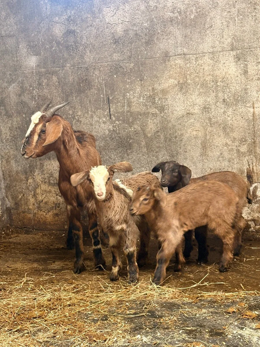 Goats - Image 4