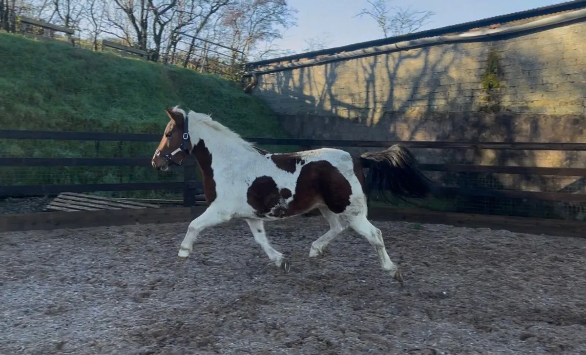 Super 12.2hh Rising 5yo mare - Image 3