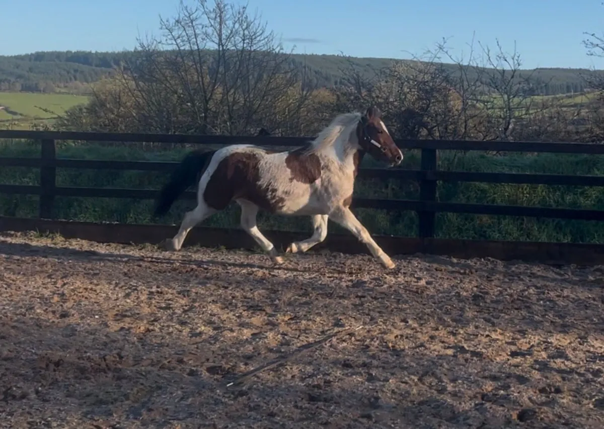 Super 12.2hh Rising 5yo mare - Image 4