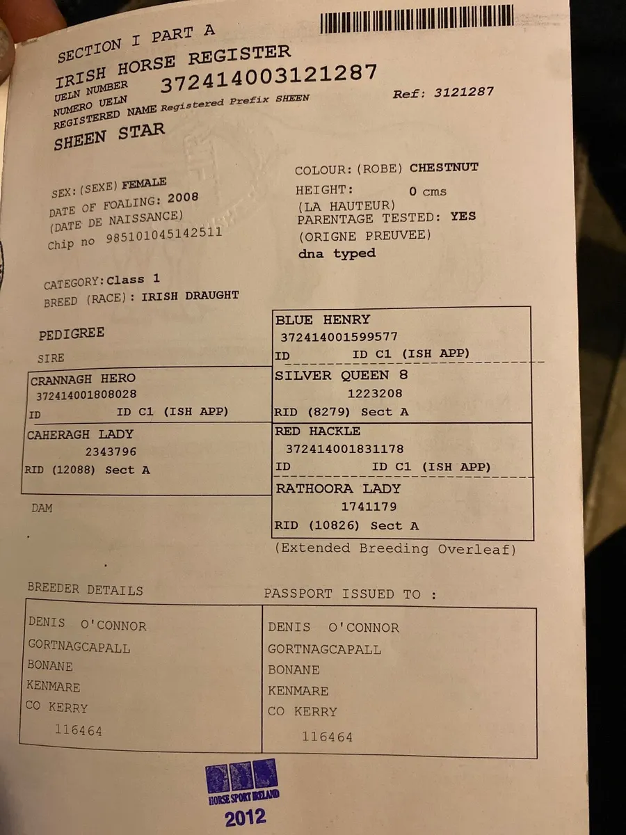 Irish Draught - Crannagh Hero Mare - Image 3