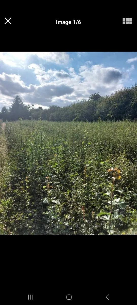Whitethorn hedging - Image 1