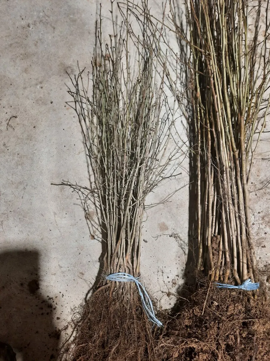 Whitethorn hedging - Image 2