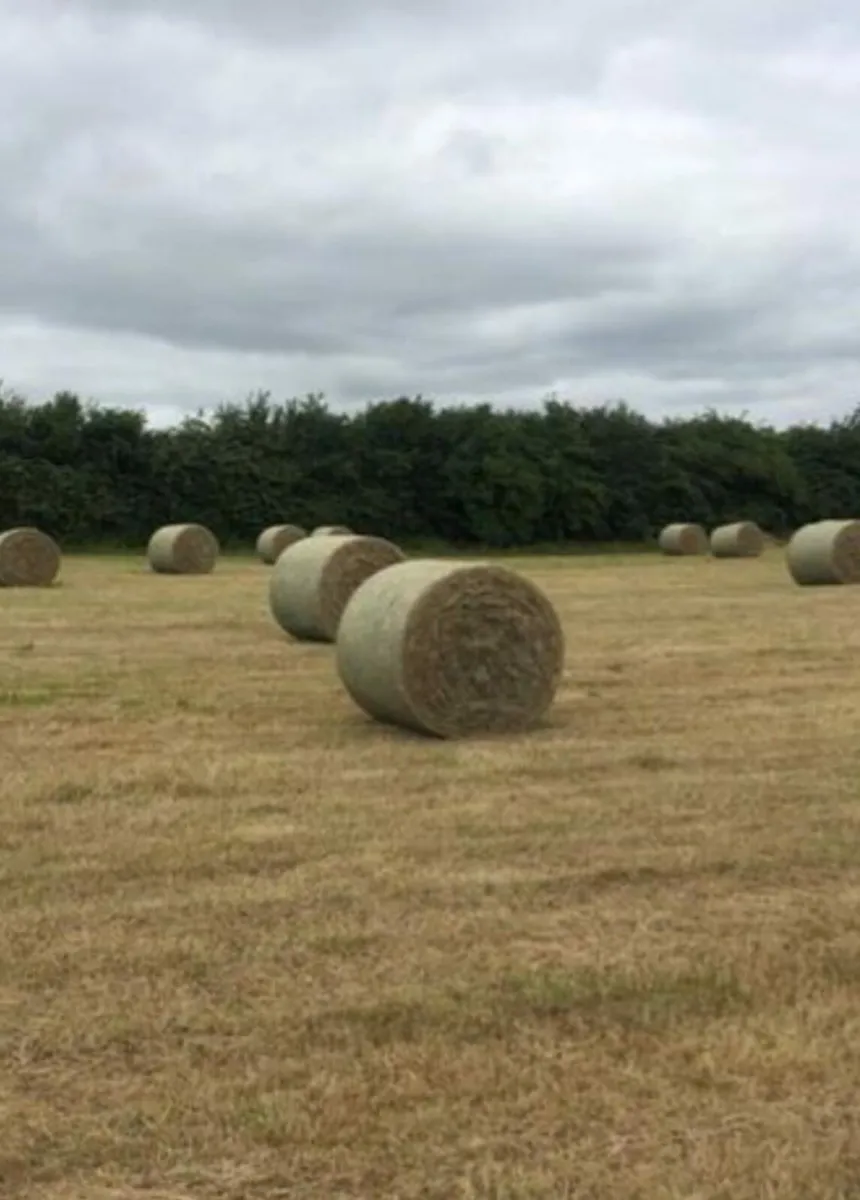 Hay/silage.