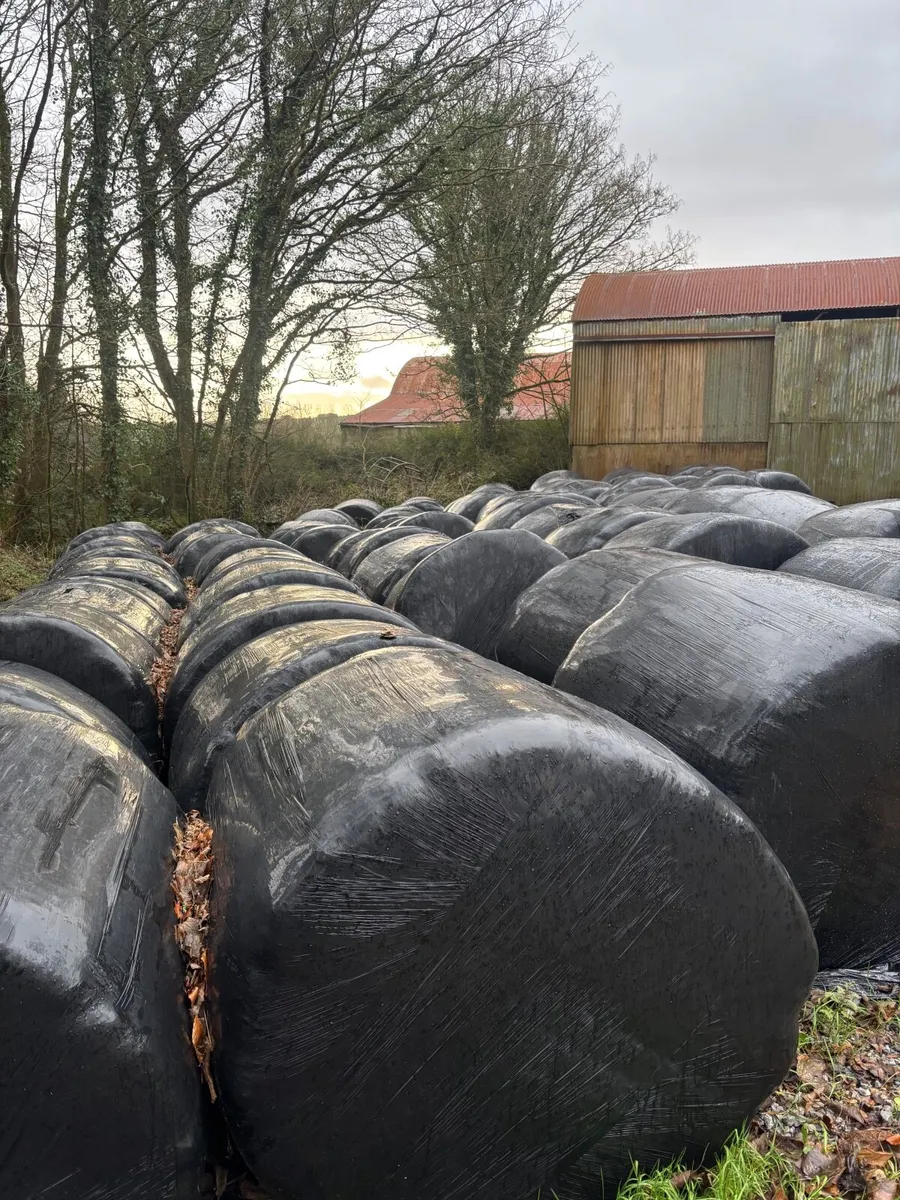 Round bales of silage