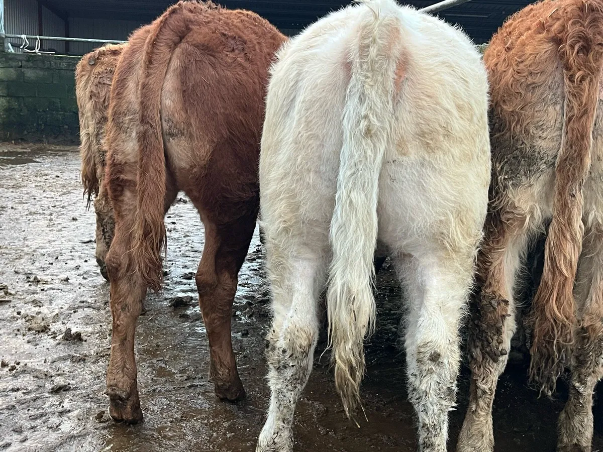 Six Heifer Weanlings - Image 3
