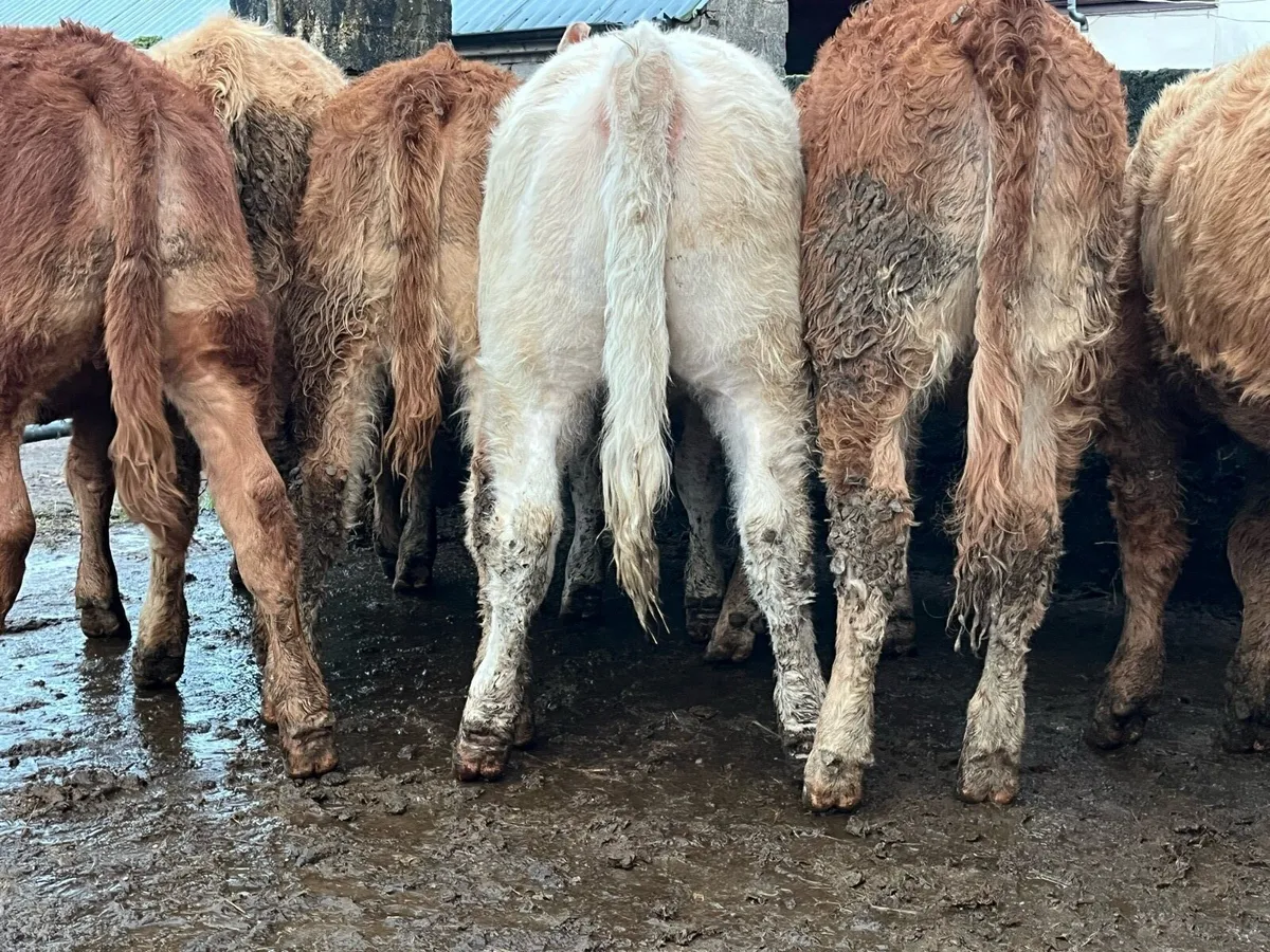 Six Heifer Weanlings - Image 1