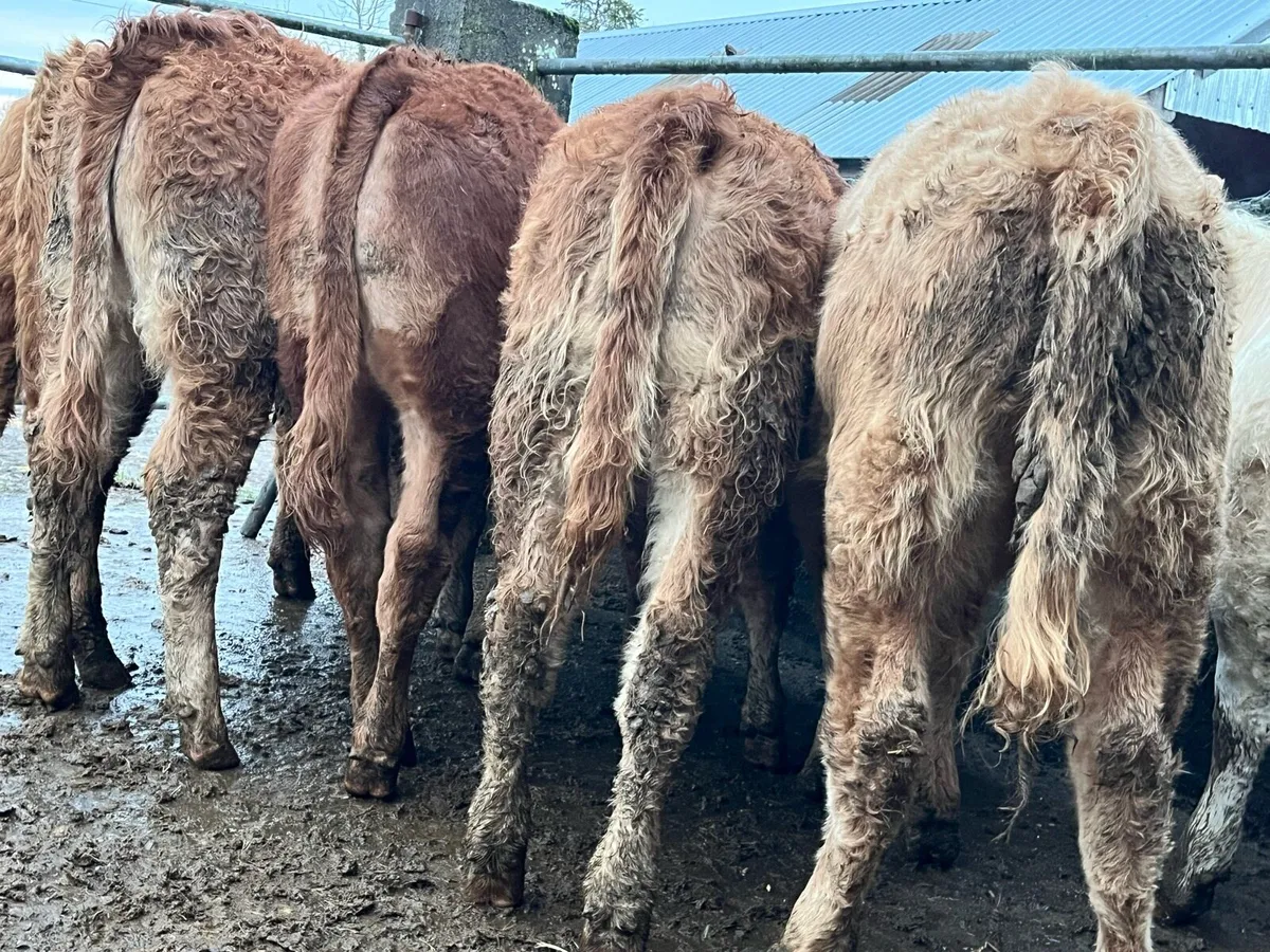 Six Heifer Weanlings - Image 4