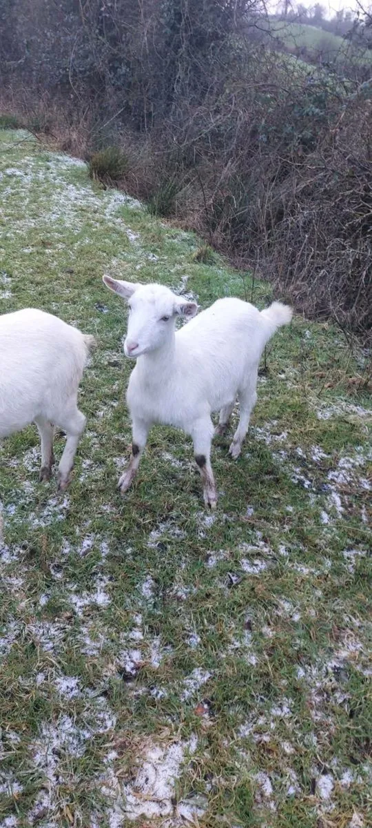 Saanen Goat - Image 1