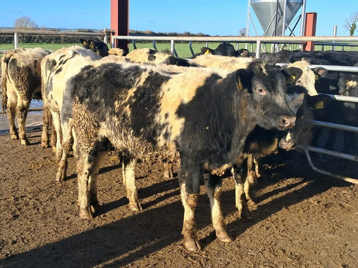 9 BELGIAN BLUE HEIFERS SUITABLE FOR BREEDING - Image 2