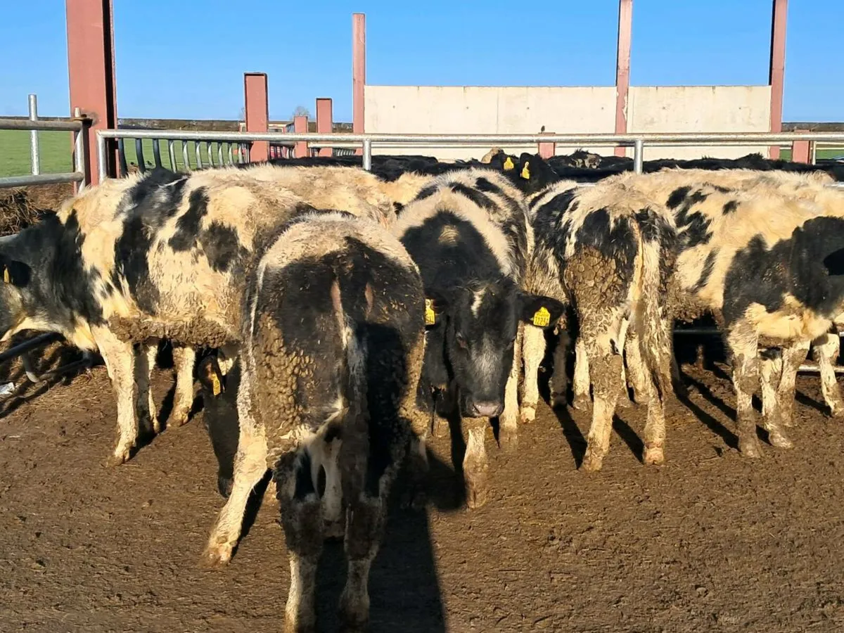 9 BELGIAN BLUE HEIFERS SUITABLE FOR BREEDING - Image 3