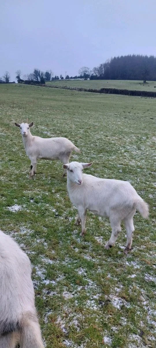 Saanen Goat - Image 2