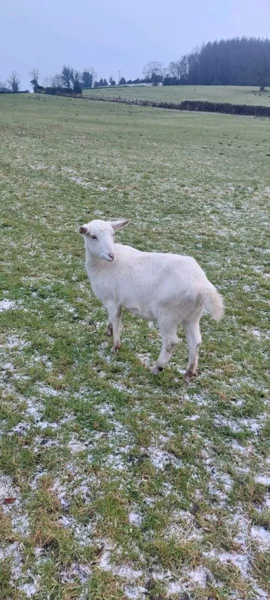 Saanen Goat - Image 4