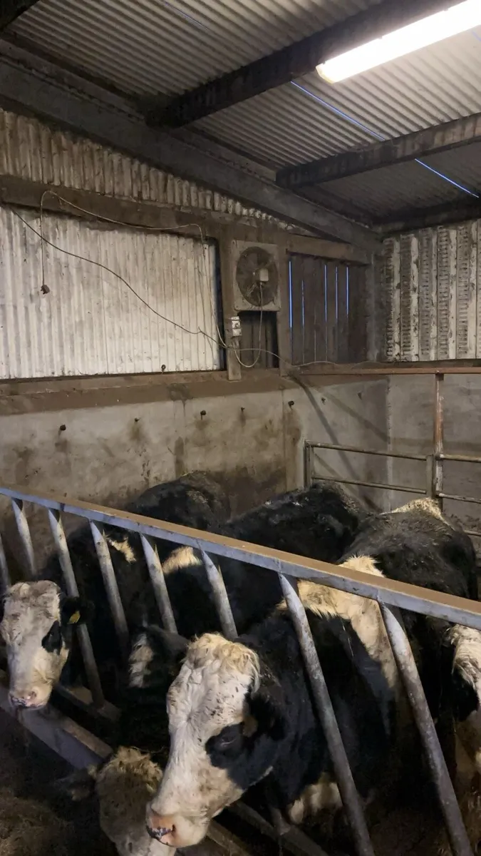 5 Hereford heifers suitable for breeding - Image 1