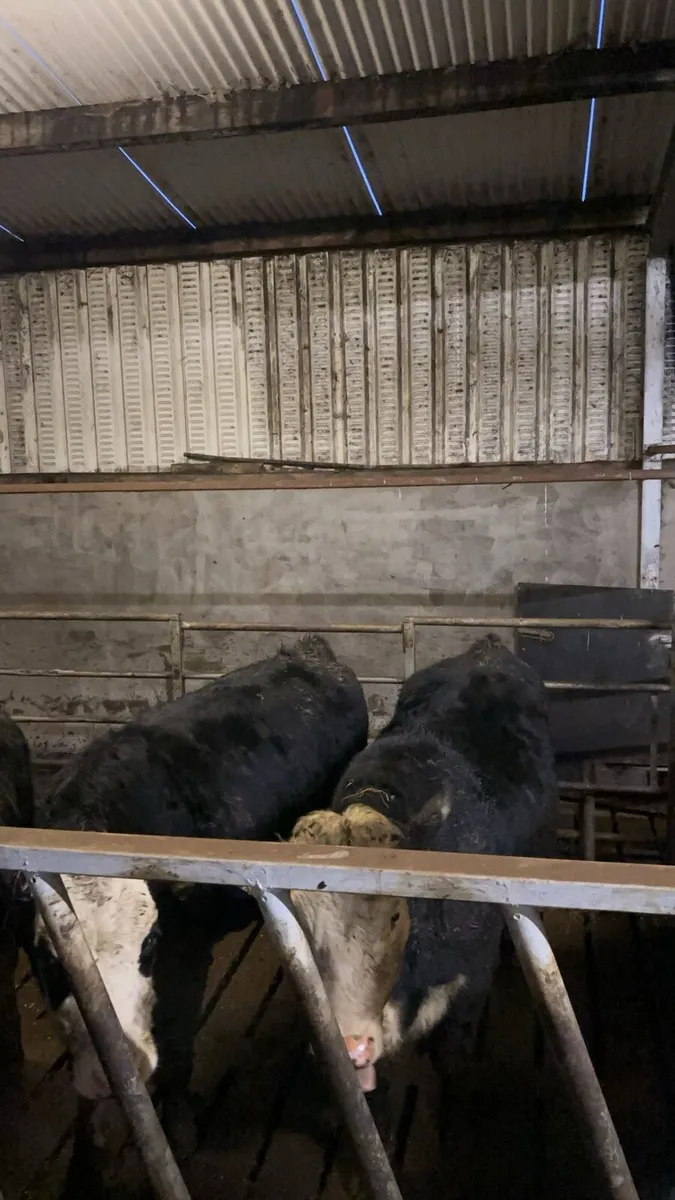 5 Hereford heifers suitable for breeding - Image 2