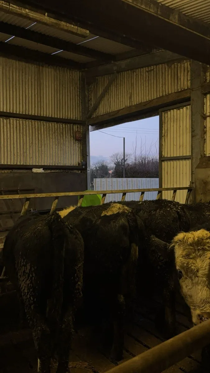 5 Hereford heifers suitable for breeding - Image 3