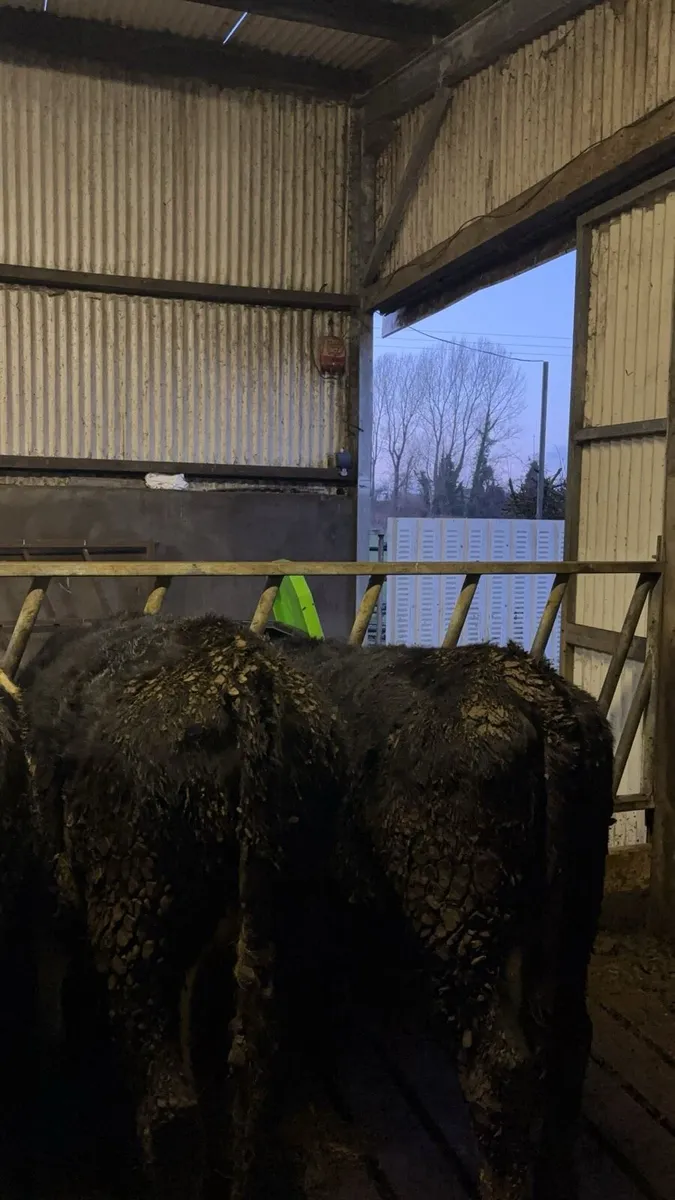 5 Hereford heifers suitable for breeding - Image 4