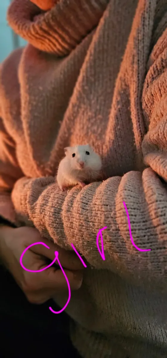 Hamster - Image 2