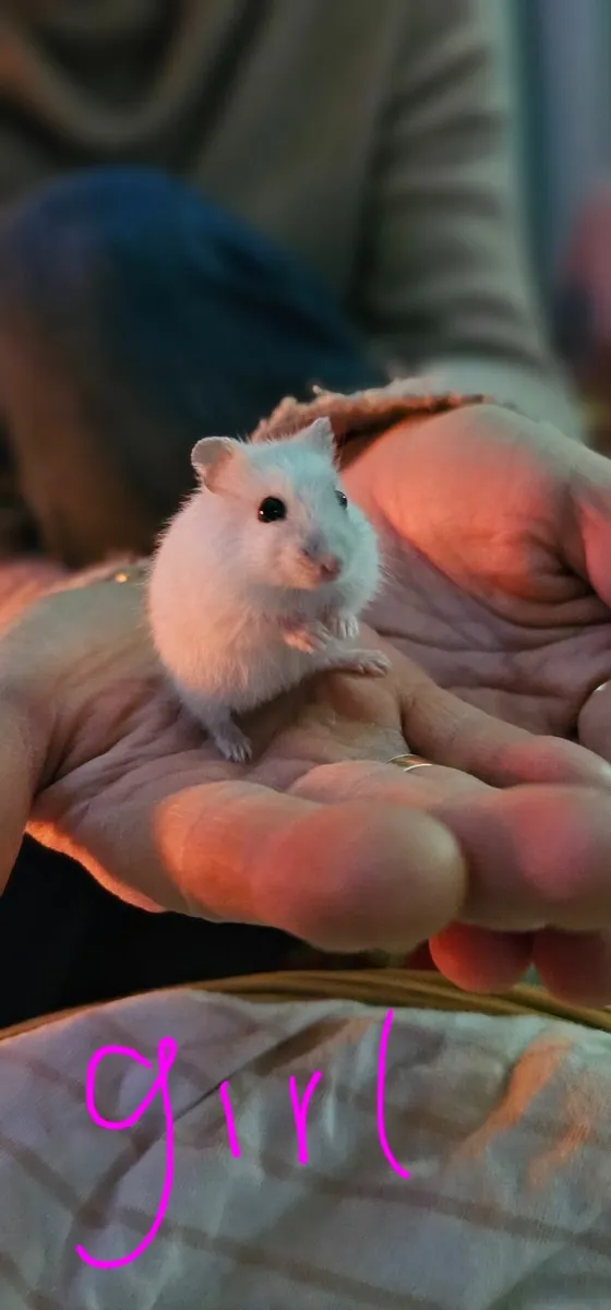 Hamster - Image 3