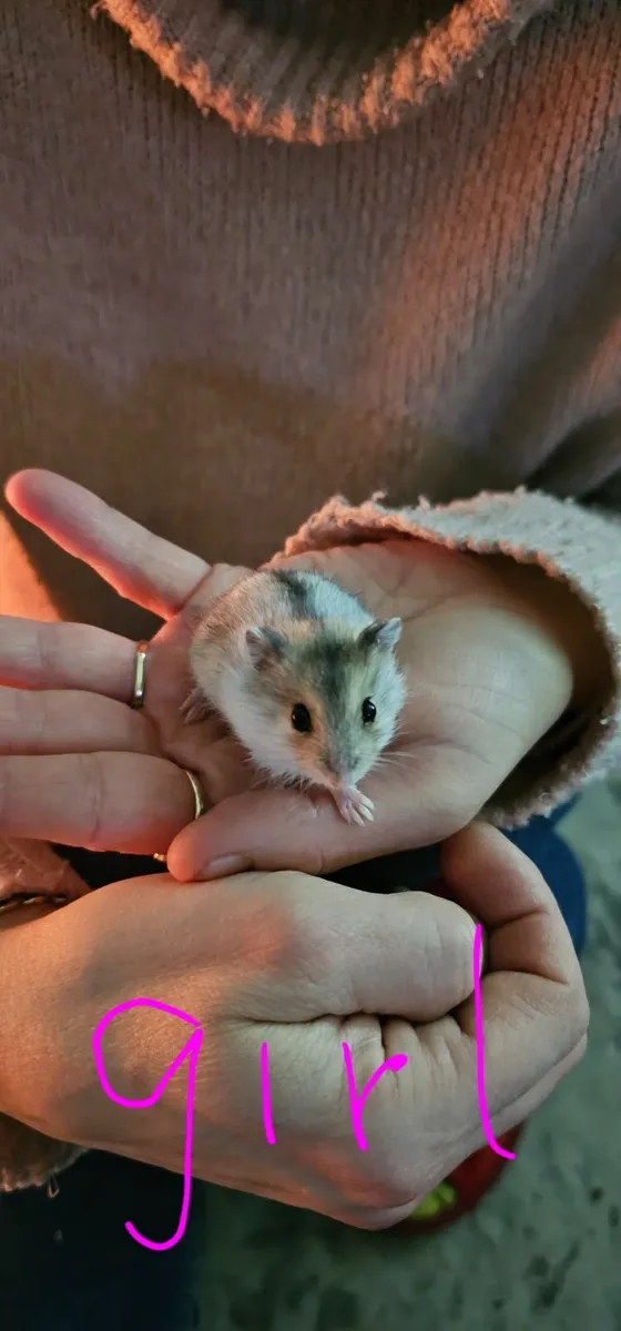 Hamster - Image 4