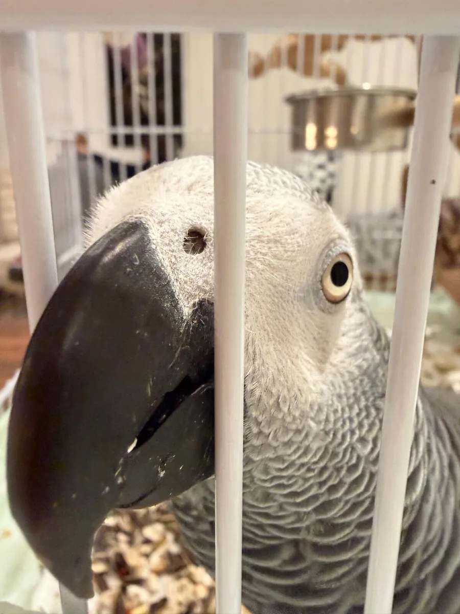 African grey - Image 1