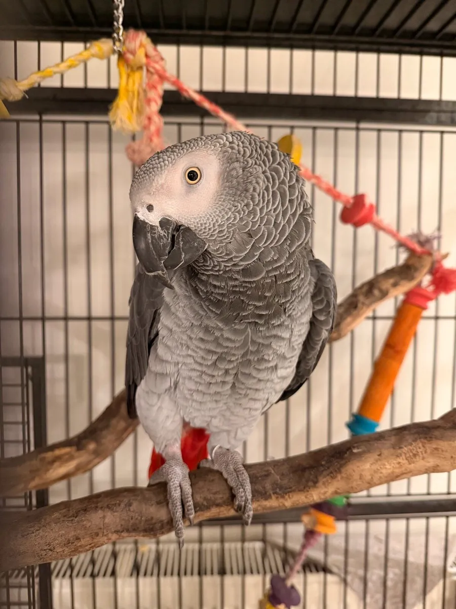 African grey - Image 2