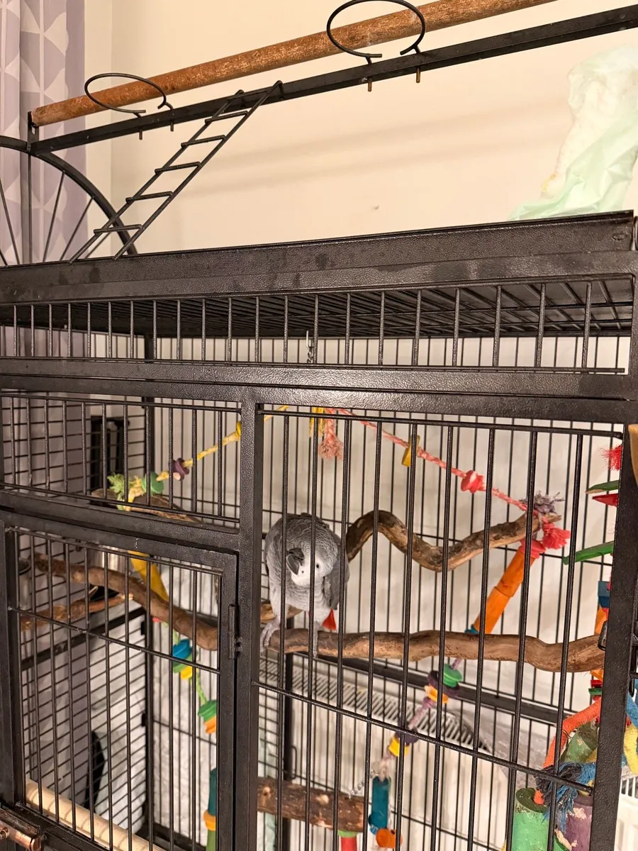 African grey - Image 3
